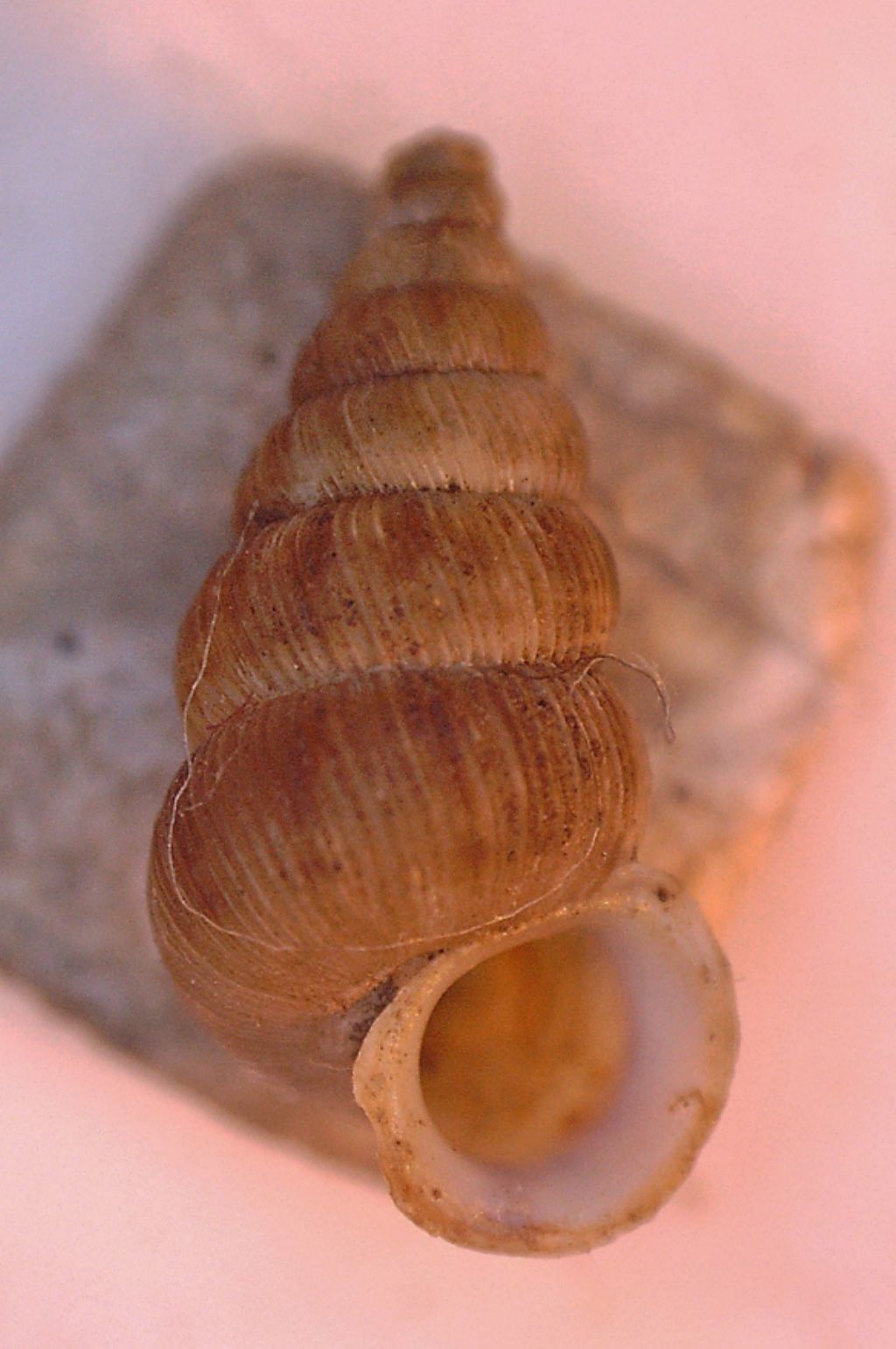 Cochlostoma septemspirale?